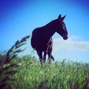 Meet your Posher, Veronica